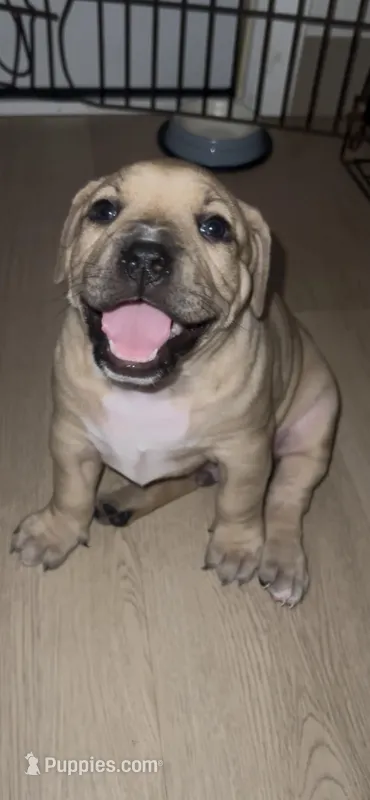 Skylar – American Bully puppy for sale in Lake Geneva, WI