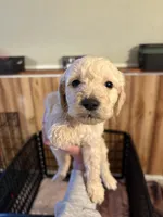 Golden doods, a male Goldendoodle for sale in West Columbia, SC – Photo 3 of 4