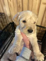 Golden doods, a male Goldendoodle for sale in West Columbia, SC – Photo 2 of 4