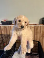 Golden doods, a male Goldendoodle for sale in West Columbia, SC – Photo 4 of 4