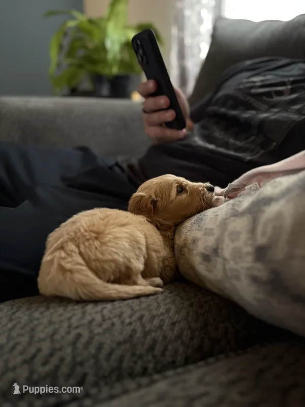 Golden doods, a male Goldendoodle for sale in West Columbia, SC – Photo 1 of 4