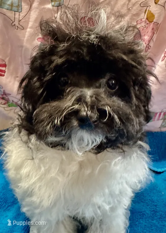 Bichonpoo – Bichon Frise, Poodle - Toy  puppy for sale in Lake Charles, LA