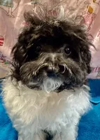 Bichonpoo, a male Bichon Frise and Poodle - Toy  for sale in Lake Charles, LA – 1 of 2