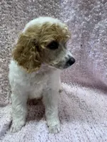 Red/White Parti F 1, a female Poodle - Miniature  for sale in Lake Charles, LA – 4 of 5