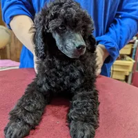 Black male, a male Poodle - Miniature  for sale in Lake Charles, LA – Photo 1 of 2