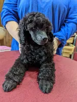 Black male, a male Poodle - Miniature  for sale in Lake Charles, LA – Photo 1 of 2