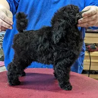Black male, a male Poodle - Miniature  for sale in Lake Charles, LA – Photo 2 of 2