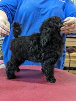 Black male, a male Poodle - Miniature  for sale in Lake Charles, LA – Photo 2 of 2