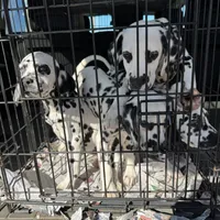 F-Blk-SC--BAER, a female Dalmatian for sale in Lake Charles, LA – Photo 3 of 3
