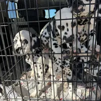 F-Blk-SC--BAER, a female Dalmatian for sale in Lake Charles, LA – Photo 2 of 3