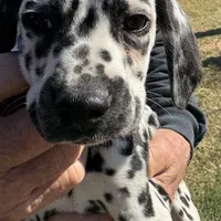 F-Blk-SC--BAER, a female Dalmatian for sale in Lake Charles, LA – Photo 1 of 3
