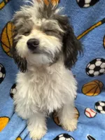 NEWBichonpoo, a male Poodle - Toy  and Morkie for sale in Lake Charles, LA – 4 of 6