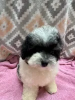 Morkiepoo F  Panda, a male Poodle - Toy  and Morkie for sale in Lake Charles, LA – 7 of 7
