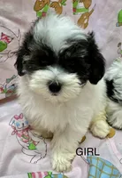 Yorkiepoo, a female Yorkipoo for sale in Lake Charles, LA – 3 of 5