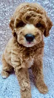  Apricot with white marks. F 2, a female Poodle - Miniature  for sale in Lake Charles, LA – 2 of 6