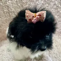 MorkiepooM, a male Poodle - Toy  and Morkie for sale in Lake Charles, LA – Photo 2 of 9