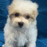 MorkiepooM, a male Poodle - Toy  and Morkie for sale in Lake Charles, LA – Photo 4 of 9