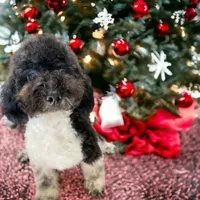 MorkiepooM, a male Poodle - Toy  and Morkie for sale in Lake Charles, LA – Photo 9 of 9
