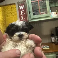 MorkiepooM, a male Poodle - Toy  and Morkie for sale in Lake Charles, LA – Photo 3 of 9