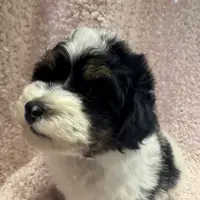 MorkiepooM, a male Poodle - Toy  and Morkie for sale in Lake Charles, LA – Photo 1 of 9