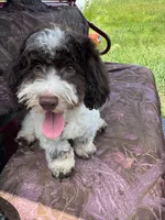 MorkiepooM, a male Poodle - Toy  and Morkie for sale in Lake Charles, LA – 2 of 6