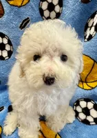 MorkiepooM Panda, a male Poodle - Toy  and Morkie for sale in Lake Charles, LA – 3 of 7