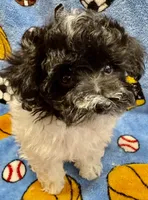 MorkiepooM, a male Poodle - Toy  and Morkie for sale in Lake Charles, LA – 8 of 10