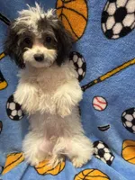 NEWBichonpoo, a male Poodle - Toy  and Morkie for sale in Lake Charles, LA – 5 of 6