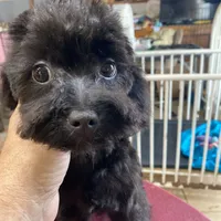 MorkiepooM, a female Poodle - Toy  and Morkie for sale in Lake Charles, LA – Photo 3 of 10