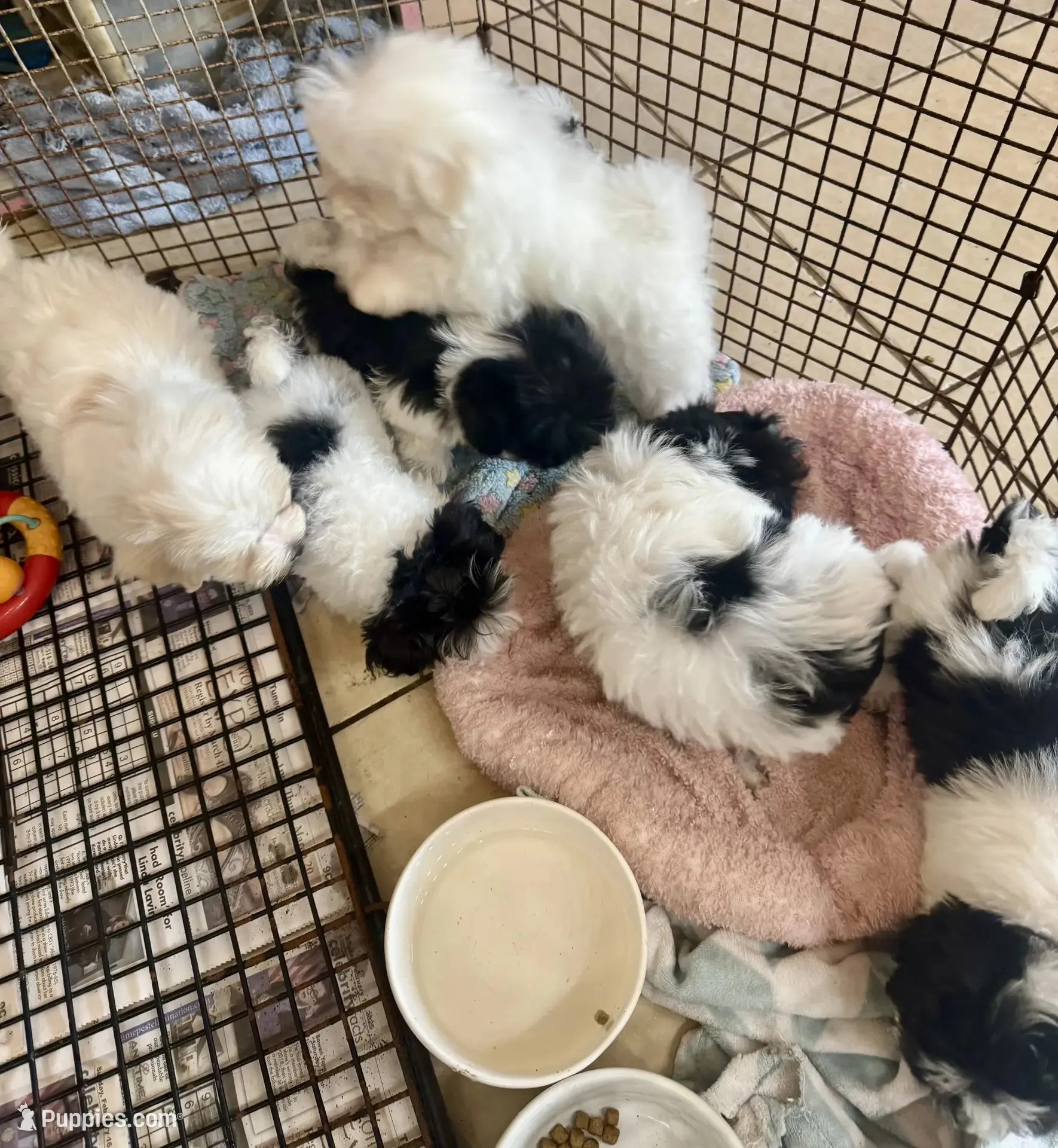 MorkiepooM, a male Poodle - Toy  and Morkie for sale in Lake Charles, LA – 10 of 10