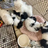 MorkiepooM, a female Poodle - Toy  and Morkie for sale in Lake Charles, LA – Photo 4 of 10