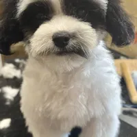 MorkiepooM, a female Poodle - Toy  and Morkie for sale in Lake Charles, LA – Photo 10 of 10