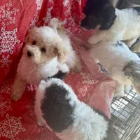 MorkiepooM, a female Poodle - Toy  and Morkie for sale in Lake Charles, LA – Photo 9 of 10
