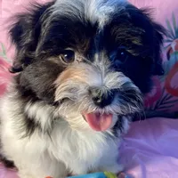 MorkiepooM, a female Poodle - Toy  and Morkie for sale in Lake Charles, LA – Photo 1 of 10