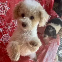 MorkiepooM, a female Poodle - Toy  and Morkie for sale in Lake Charles, LA – Photo 8 of 10