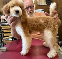 SHOW Red/W Tuxedo M, a male Poodle - Miniature  for sale in Lake Charles, LA – 2 of 7