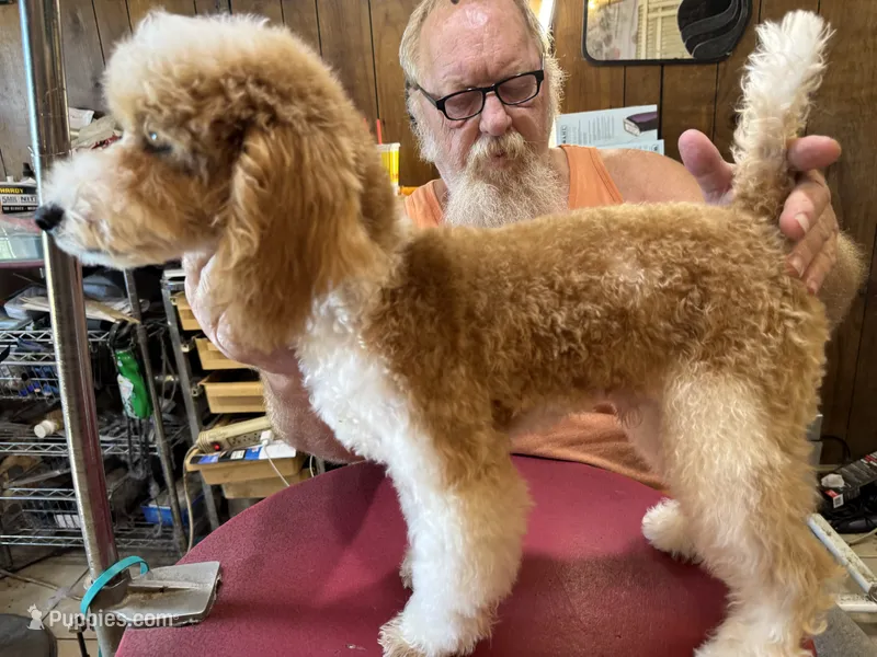 SHOW Red/W Tuxedo M – Poodle - Miniature  puppy for sale in Lake Charles, LA