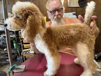 SHOW Red/W Tuxedo M, a male Poodle - Miniature  for sale in Lake Charles, LA – 1 of 7