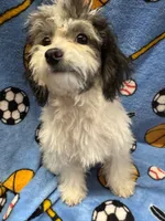 NEWBichonpoo, a male Poodle - Toy  and Morkie for sale in Lake Charles, LA – 3 of 6
