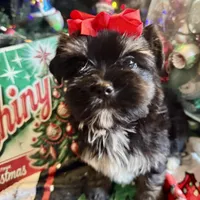 YorkiepooF, a female Yorkipoo for sale in Lake Charles, LA – Photo 3 of 8