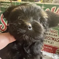 YorkiepooF, a female Yorkipoo for sale in Lake Charles, LA – Photo 6 of 8