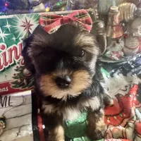 YorkiepooF, a female Yorkipoo for sale in Lake Charles, LA – Photo 2 of 8