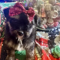 YorkiepooF, a female Yorkipoo for sale in Lake Charles, LA – Photo 7 of 8