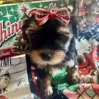 YorkiepooF, a female Yorkipoo for sale in Lake Charles, LA – Photo 8 of 8