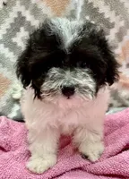 MorkiepooM Panda, a male Poodle - Toy  and Morkie for sale in Lake Charles, LA – 5 of 7