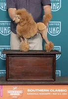 Red/White Tuxedo M, a male Poodle - Miniature  for sale in Lake Charles, LA – 4 of 7