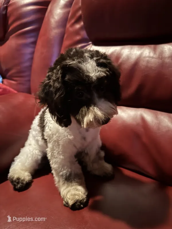 MorkiepooM – Poodle - Toy , Morkie puppy for sale in Lake Charles, LA