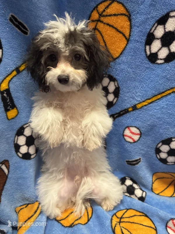 NEWBichonpoo – Poodle - Toy , Morkie puppy for sale in Lake Charles, LA