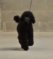 Black Toy, a female Poodle - Toy  for sale in Lake Charles, LA – 3 of 5