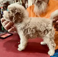Red/White Tuxedo M, a male Poodle - Miniature  for sale in Lake Charles, LA – 3 of 7